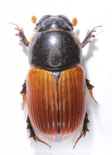 Aphodius cardinalis